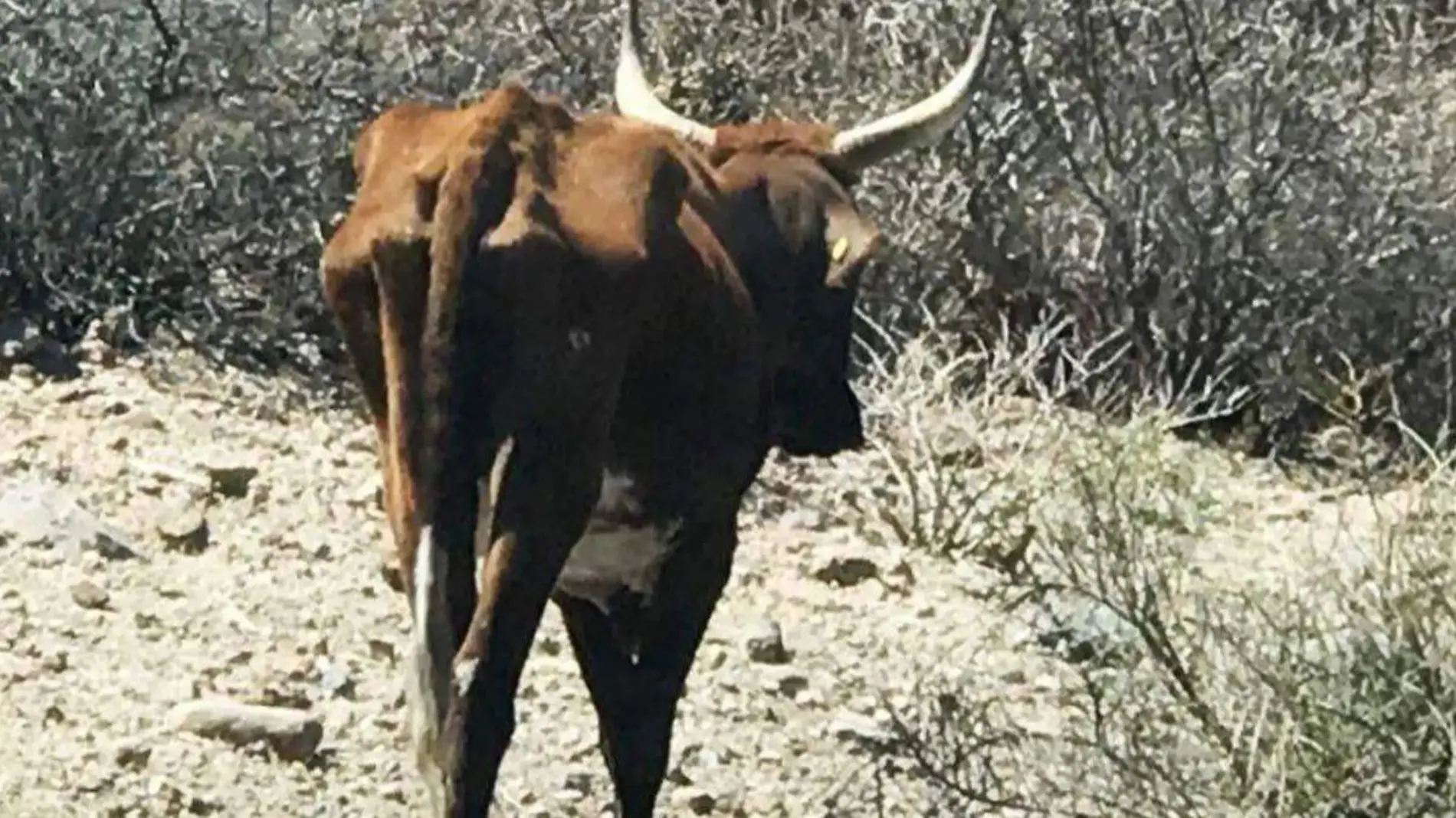 ganado pastando en el desierto